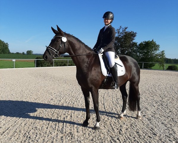 dressage horse Georgina 202 (Württemberger, 2013, from Genesis)