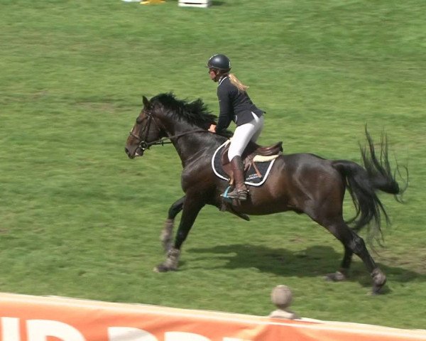 stallion Sirius de Revel (Selle Français, 2006, from Le Tot de Semilly)