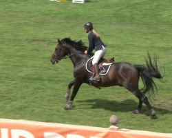 stallion Sirius de Revel (Selle Français, 2006, from Le Tot de Semilly)