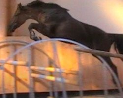 broodmare Sacree D'Ick (Selle Français, 2006, from Le Tot de Semilly)
