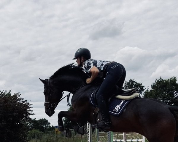 horse Haalla (Holsteiner, 2015, from Casalito)