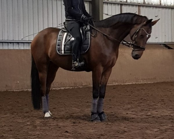 horse Lunaro (Oldenburg, 2011, from Let's Talk About)