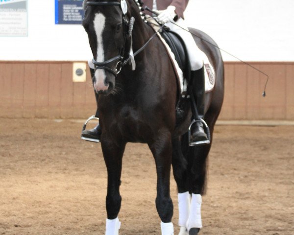 broodmare Gracia Lou (Hanoverian, 2005, from Graf Grannus)
