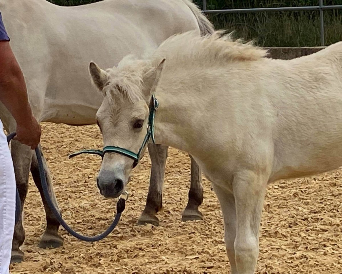 Broodmare Ivana (Fjord horse, 2020, from Hisco)
