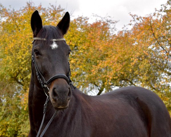 dressage horse Secret of Diva (Westphalian, 2011, from Sir Calypso)