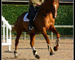 stallion Norton du Gravant (Selle Français, 2001, from Le Tot de Semilly)