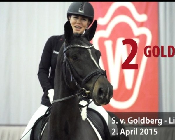 dressage horse Goldika 656 (Westphalian, 2015, from Goldberg)
