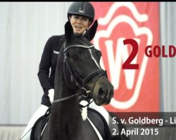 dressage horse Goldika 656 (Westphalian, 2015, from Goldberg)