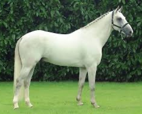 stallion Ninto de Beaufour (Selle Français, 2001, from Le Tot de Semilly)