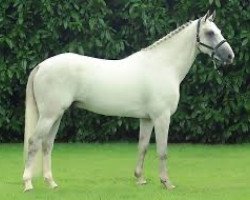stallion Ninto de Beaufour (Selle Français, 2001, from Le Tot de Semilly)