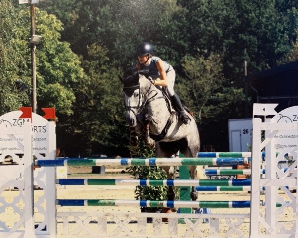 jumper Pur la Rubin (Westphalian, 2012, from Ullrich Equine's Pontecini)