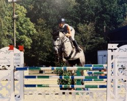 jumper Pur la Rubin (Westphalian, 2012, from Ullrich Equine's Pontecini)
