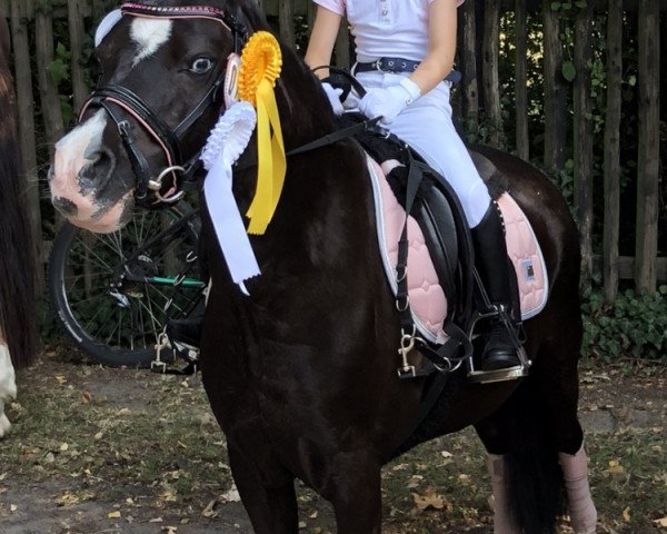 dressage horse Caspari (Welsh mountain pony (SEK.A), 2003)