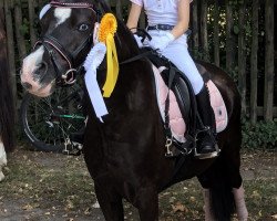 Dressurpferd Caspari (Welsh Mountain Pony (Sek.A), 2003)