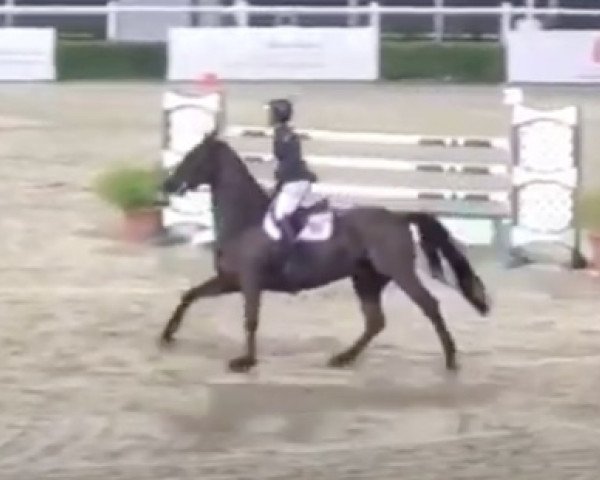 jumper Rzeen (Selle Français, 2005, from Le Tot de Semilly)