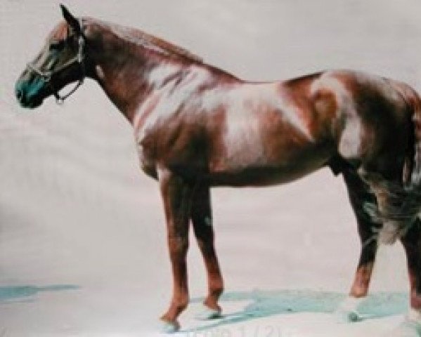 stallion Le Tot de Semilly (Selle Français, 1977, from Grand Veneur)
