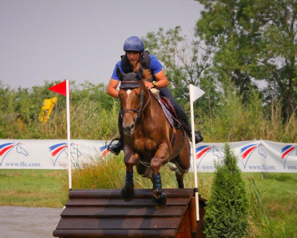 horse Meehly de Riverland (Selle Français, 2000, from Veni Vici) horse Meehly de Riverland (Selle Français, 2000, from Veni Vici)