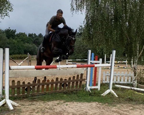 jumper Di Dame (Oldenburg show jumper, 2015, from De Quidam)