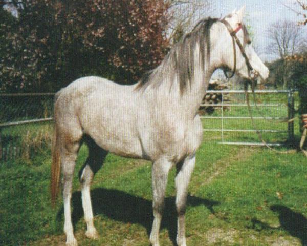 Pferd Esmira (Araber, 2001, von Santhos 1981 ox)