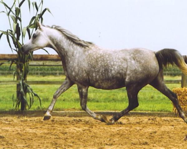 Broodmare El Thay Mahfouza EAO (Purebred Arabian, 1994, from El Thay Ibn Halim Shah ox)