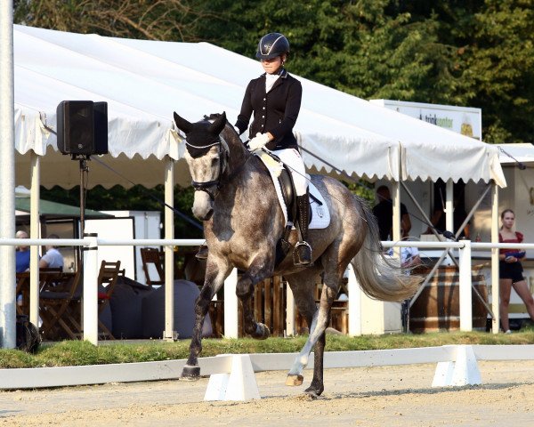 dressage horse First Temptation (Rhinelander, 2015, from First Selection)