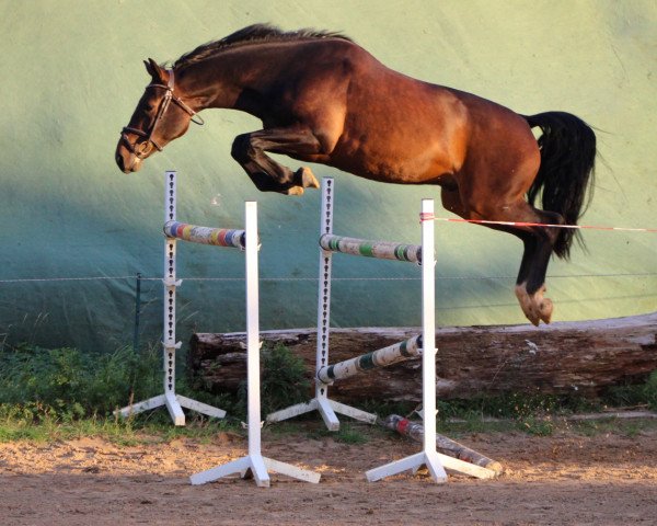Pferd Bugatti (Oldenburger Springpferd, 2017, von Christian 25)