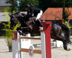 broodmare Vara de Codre (Selle Français, 2009, from Diamant de Semilly)