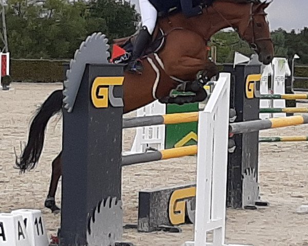 broodmare Ortina vd Bisschop (Belgian Warmblood, 2014, from Cabrio van de Heffinck)