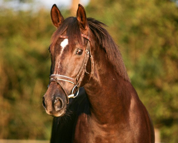 Zuchtstute Laurin (Westfale, 2006, von Laudabilis)
