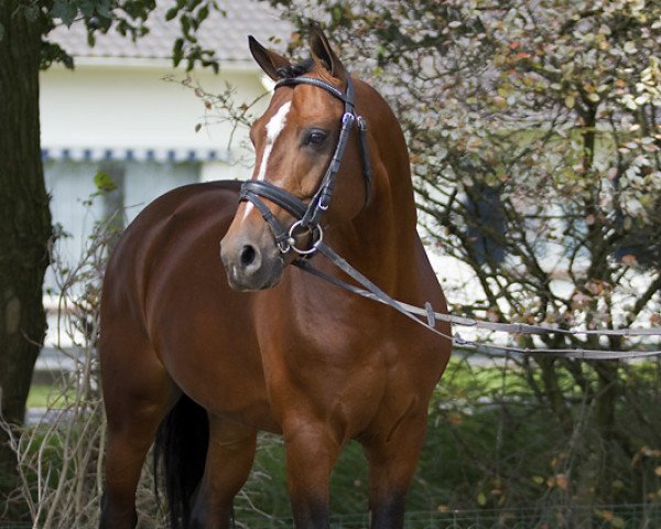 Springpferd First Stayerhof's Ramzi H (Nederlands Rijpaarden en Pony, 2004, von FS Harry Potter) Springpferd First Stayerhof's Ramzi H (Nederlands Rijpaarden en Pony, 2004, von FS Harry Potter)