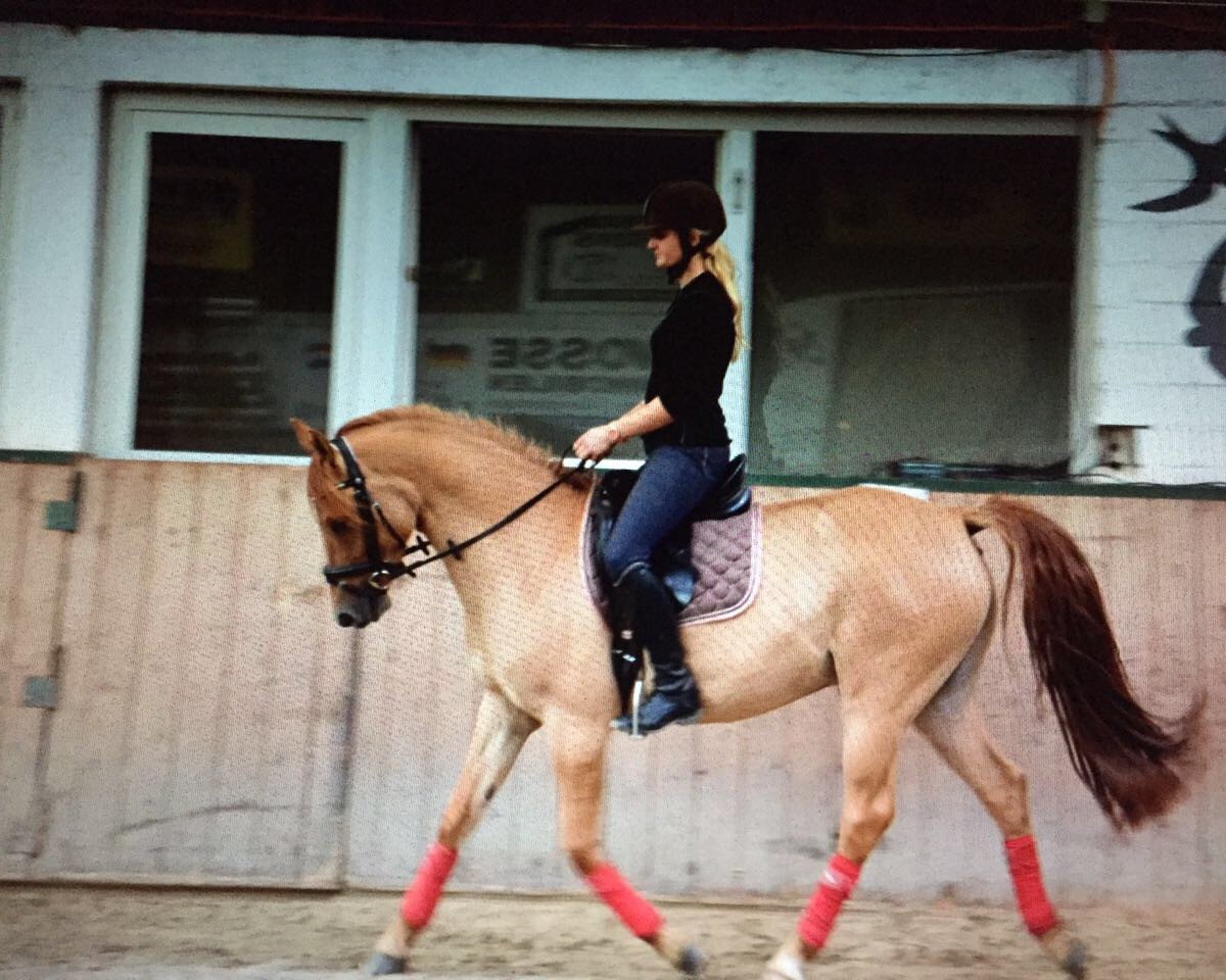 dressage horse Dragonball (German Riding Pony, 2013, from Dimension AT NRW)