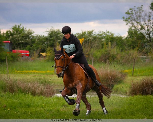 horse Quasual de Puychéty (Selle Français, 2004, from Quiniou)