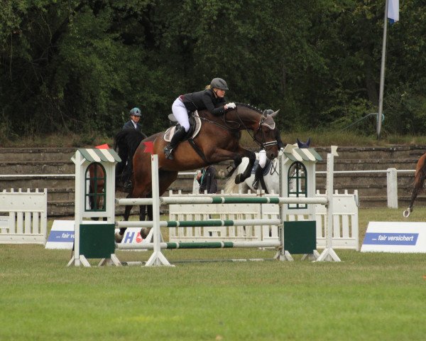 jumper Columbo B (Oldenburg show jumper, 2009, from Cellestial)
