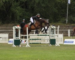 jumper Columbo B (Oldenburg show jumper, 2009, from Cellestial)