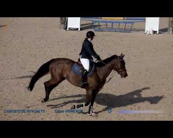 horse Cantate de Puychéty (Selle Français, 2012, from Power de Puychety)