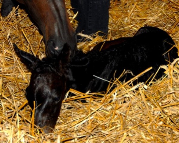 horse Berlioz de Puychéty (Selle Français, 2011, from Power de Puychety)