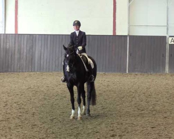 dressage horse Dua Lipa 2 (Hanoverian, 2015, from Dancier)