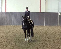dressage horse Dua Lipa 2 (Hanoverian, 2015, from Dancier)