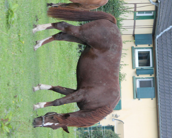 horse Be my Best (Freiberger, 2015, from Best of G)