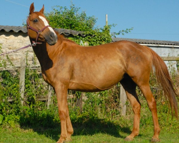broodmare Mandarine du Bugue AA (Anglo-Arabs, 2000, from Rosalion AA) broodmare Mandarine du Bugue AA (Anglo-Arabs, 2000, from Rosalion AA)