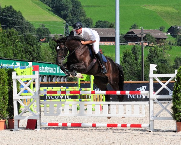 Springpferd Ipsylon van de Noordheuvel (Belgisches Warmblut, 2008, von Clinton)