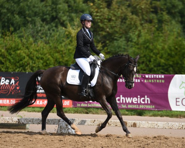 dressage horse Brantops Panthera (German Riding Pony, 2002, from Pan Tau)