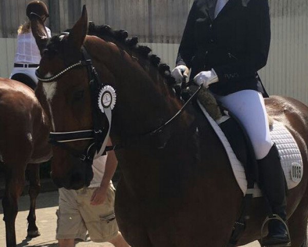 Dressurpferd Royal Farouche (Oldenburger, 2002, von Royal Diamond)