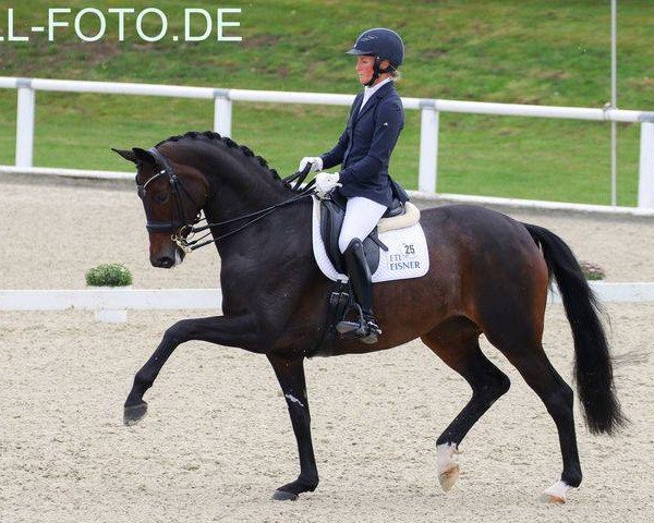broodmare Schoene Scarlett FRH (Hanoverian, 2013, from Scolari)