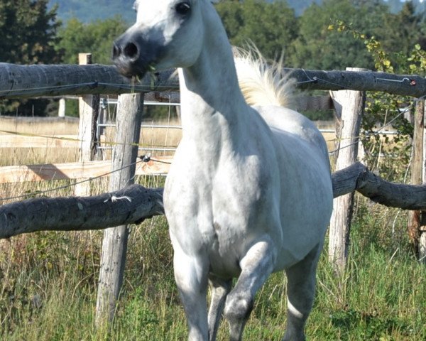 stallion Phaaros al Masri ox (Arabian purebred, 2014, from Kais Al Baydaa ox)