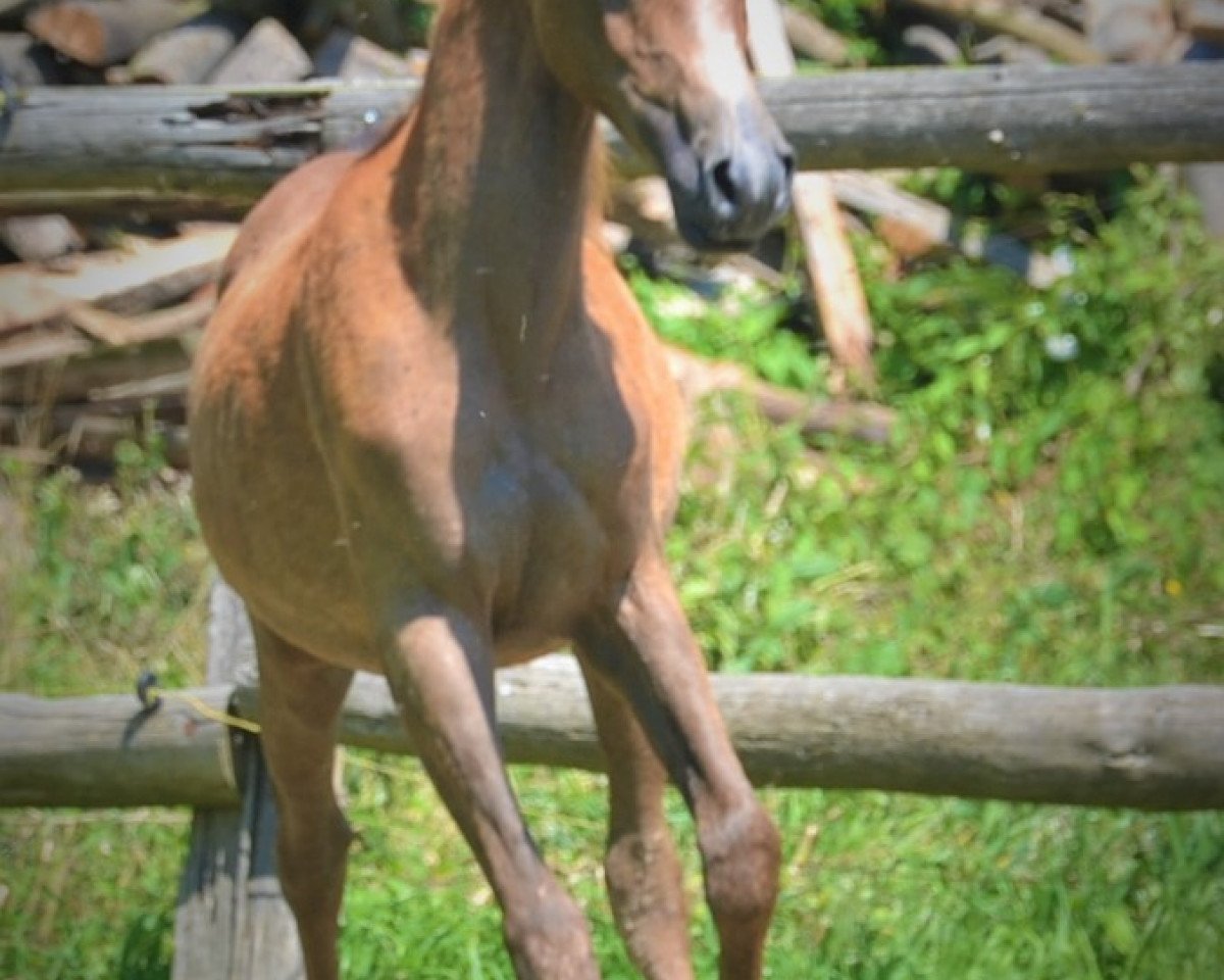 Pferd Sadeen al Masri (Vollblutaraber, 2019)