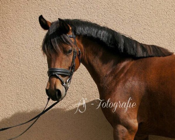 horse TI Dear Jessica (German Riding Pony, 2014, from Dear Max DSP)