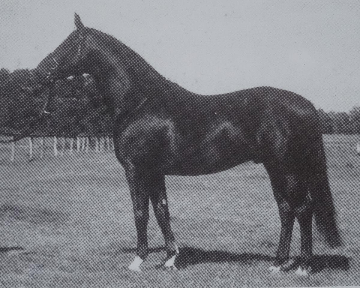 Hingst Jet Set (Hanoveraner, 1981, fra Jet Stream xx)