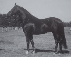 Stallion Jet Set (Hanoverian, 1981, from Jet Stream xx)