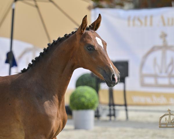 Cheval Conmyra (Cheval de sport hongrois, 2024, de Concilio)